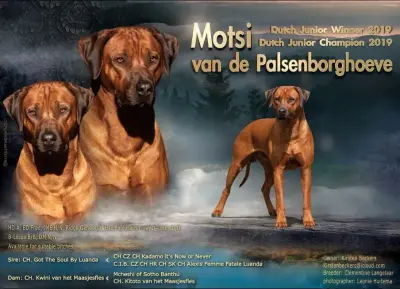Motsi's stamboom informatie