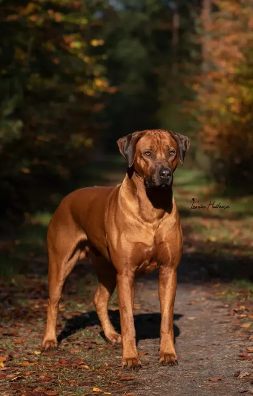 Motsi van de Palsenborghœve
