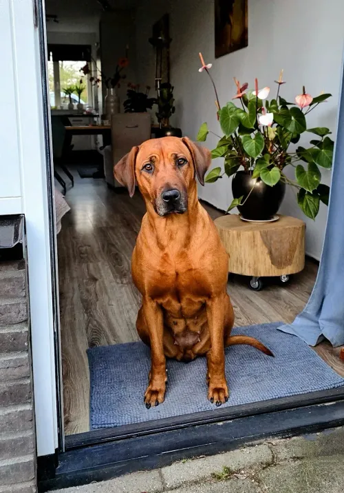 Themba de Rhodesian Ridgeback