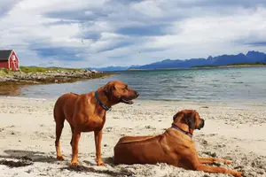 Spelen bij de waterrand