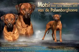 Motsi's officiële informatie