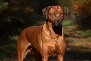 Motsi van de Palsenborghœve